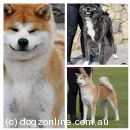 Akita (Japanese) Breeders, Australia - Dogz Online