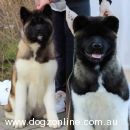 Akita Breeders, Australia - Dogz Online