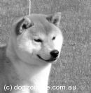 Shiba Inu Breeders, Australia - Dogz Online