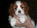 Cavalier King Charles Spaniel Puppies for Sale, New South Wales - Dogz ...