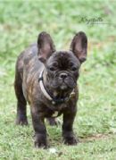 French Bulldog Puppies for Sale, Australia | Dogz Online