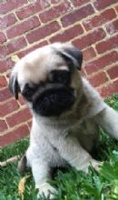 Pug Puppies for Sale, Australia - Dogz Online