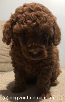 Toy Poodle Puppies for Sale, Australia - Dogz Online