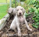 Weimaraner Puppies for Sale, Australia - Dogz Online