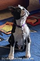 Boston Terrier Puppies for Sale, Australia - Dogz Online
