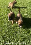 Boxer Puppies for Sale, Australia - Dogz Online