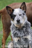 Australian Cattle Dog Puppies for Sale, Australia - Dogz Online