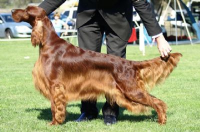 Irish Setter Breed Information - Dogz Online