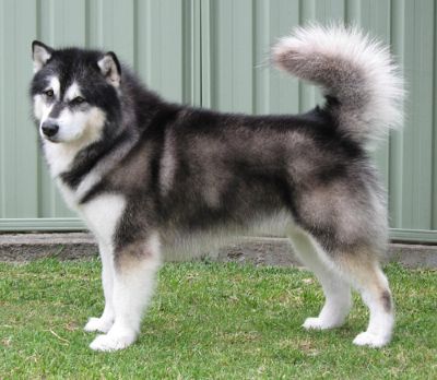 Alaskan Malamute Profiles and Pedigrees