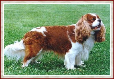 Cavalier King Charles Spaniel Breed Information - Dogz Online