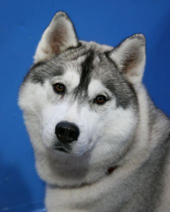 Siberian Husky Profiles and Pedigrees