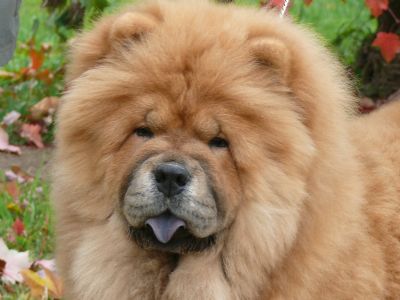 RYNKLS SHAR PEI & CHOW CHOW