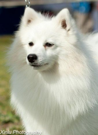 Japanese Spitz Profiles and Pedigrees