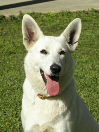 White Swiss Shepherd Dog Profiles and Pedigrees