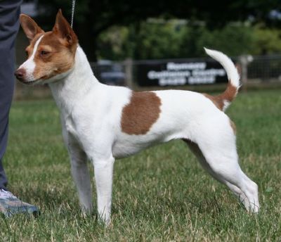 Tenterfield Terrier Profiles and Pedigrees