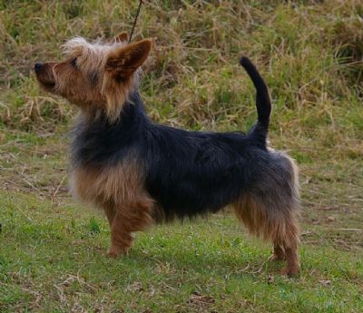 Australian Terrier Breed Information - Dogz Online