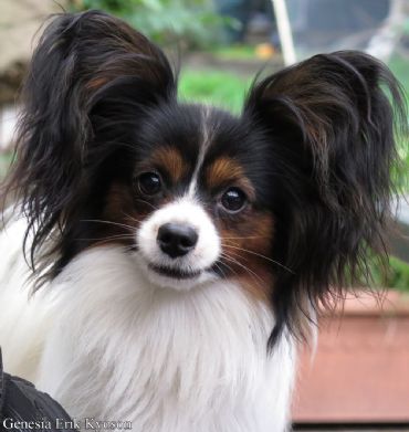 Papillon Profiles and Pedigrees