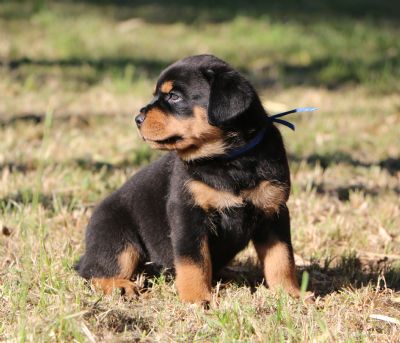 Fantastikrot Boris The Blade - Owned by Fantastikrot Rottweilers