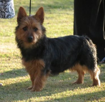 DogzOnline: Australian Terrier Breed Information