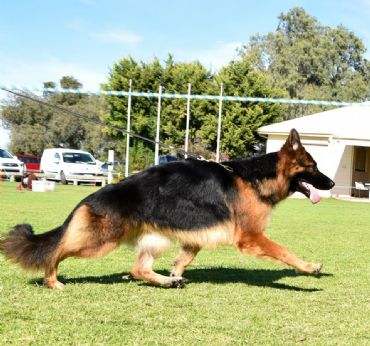 German Shepherd Dog (Long Stock Coat) Profiles and Pedigrees