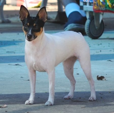 Tenterfield Terrier Breed Information - Dogz Online