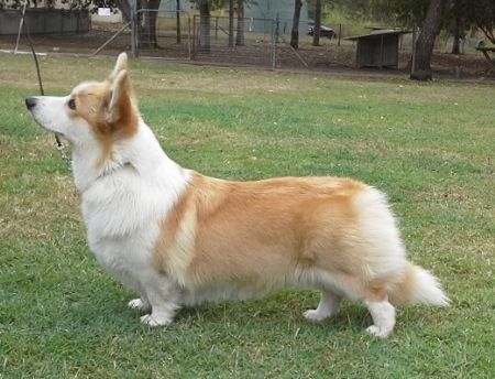 Welsh Corgi (Pembroke) Profiles and Pedigrees