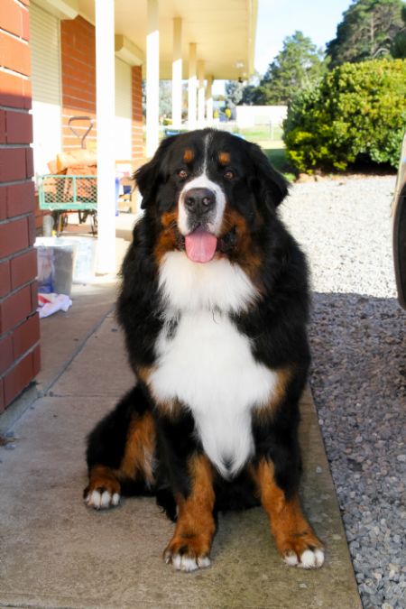 Bernese Mountain Dog Profiles and Pedigrees