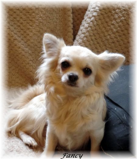 Chihuahua (Long Coat) Profiles and Pedigrees