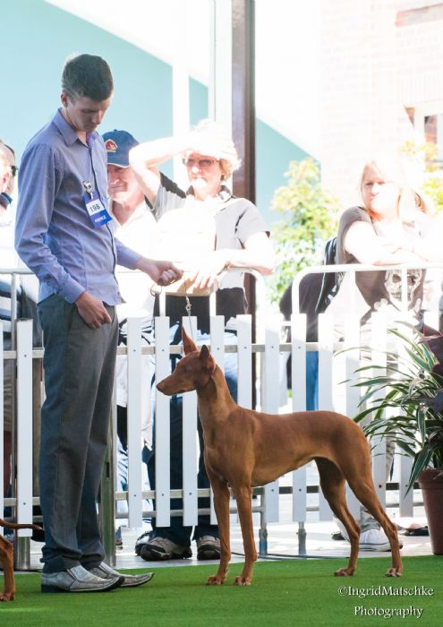 Aust Ch Sleykh Miss Manhattan - Owned by Annika Oksa Walker