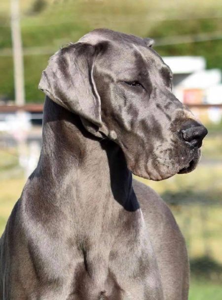 Great Dane Profiles and Pedigrees