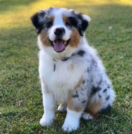 Australian Shepherd Profiles and Pedigrees