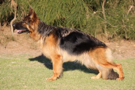 German Shepherd Dog (Long Stock Coat) Profiles and Pedigrees