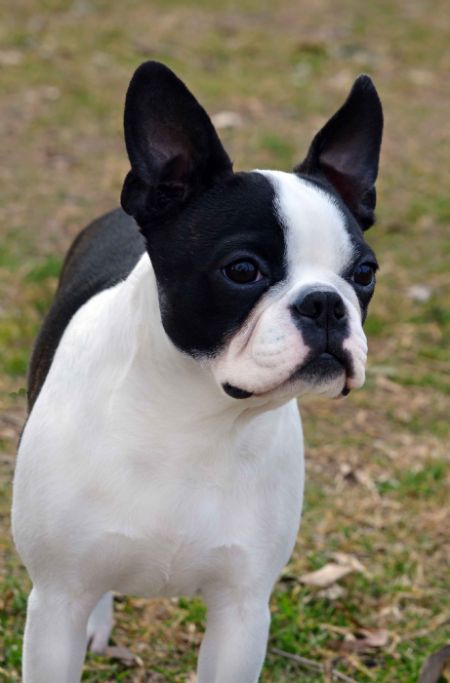 Boston Terrier Breed Information - Dogz Online