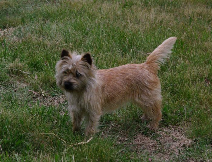 AylaDee- Cairn & Irish Terriers