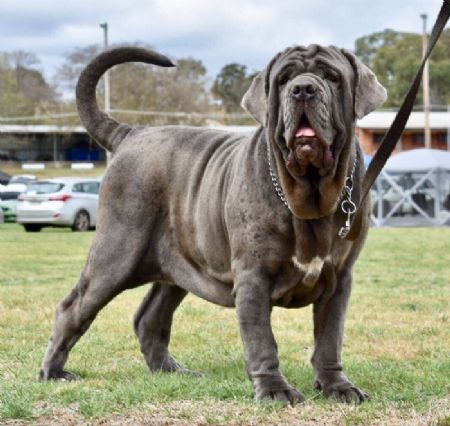 Neapolitan Mastiff Profiles and Pedigrees