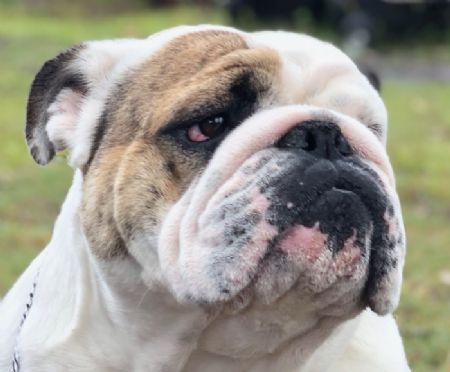 British Bulldog Breed Information - Dogz Online