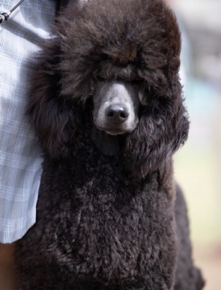 Standard Poodle Profiles and Pedigrees