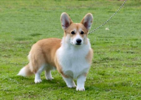 Welsh Corgi (Pembroke) Profiles and Pedigrees