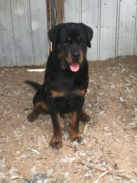 Rottweiler Profiles and Pedigrees