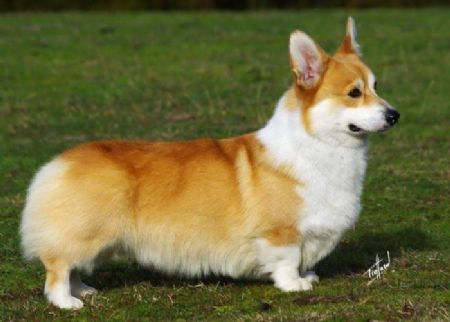 Welsh Corgi (Pembroke) Profiles and Pedigrees