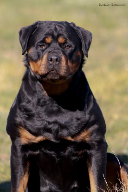 Rottweiler Breed Information - Dogz Online