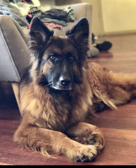 German Shepherd Dog (Long Stock Coat) Profiles and Pedigrees