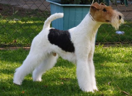 Wire Fox Terrier Breed Information - Dogz Online