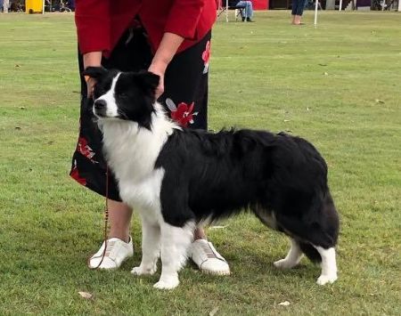 Border Collie Profiles and Pedigrees