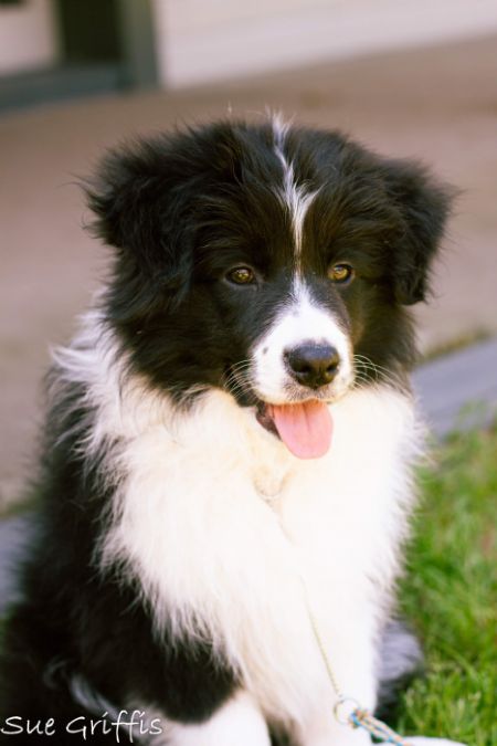 Border Collie Profiles and Pedigrees