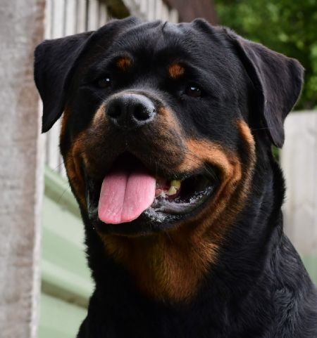 Rottweiler Profiles and Pedigrees