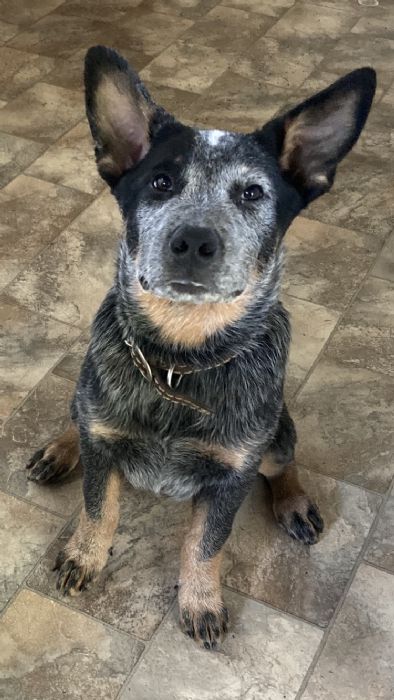 Erudite Australian Cattle Dogs