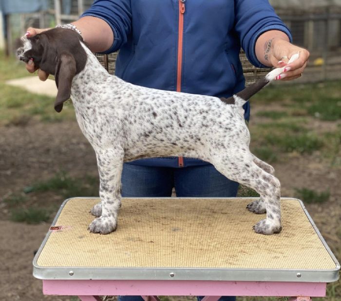 Heiderst Pretty Little Liar Owned By Mrs H Raabe And Heiderst Kennels