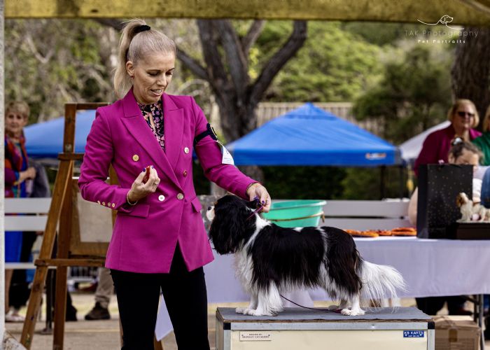 Mackay Kennel Club Inc (Show 2) Show Manager Results